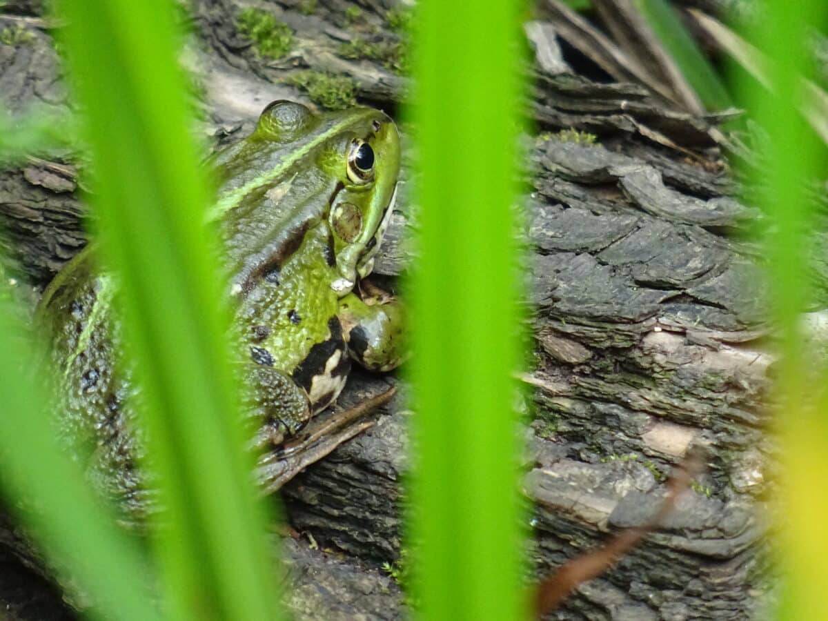 Grenouille Grenouille